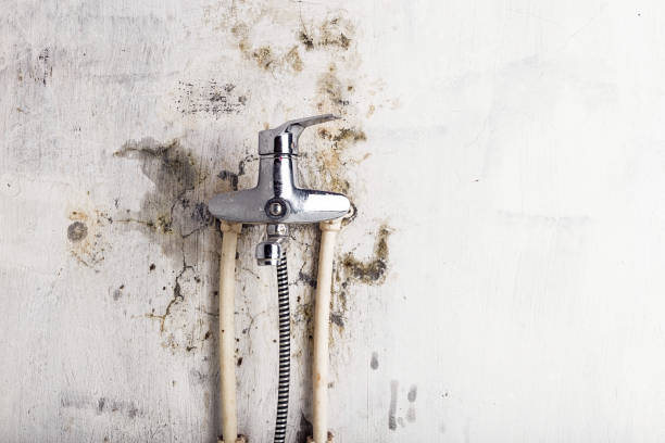 Office Mold Removal Services in Davidson, NC