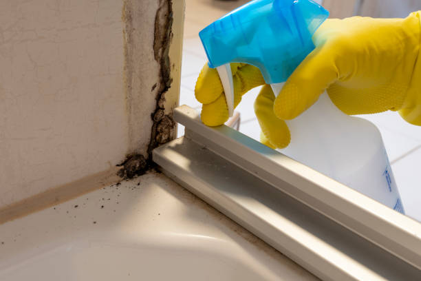 Best Mold Cleaning Services  in Davidson, NC