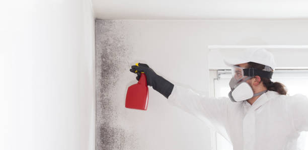 Home Mold Removal in Davidson, NC