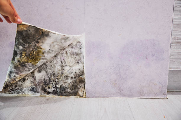 Best Mold Testing  in Davidson, NC